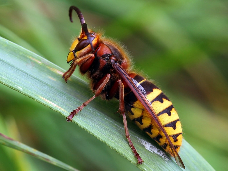 Frelon asiatique - vespa velutina